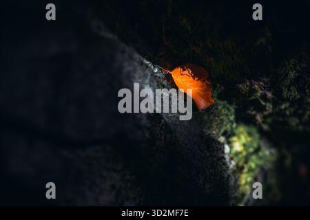 Close-up of Rocky Surface with Autumn Leaves and Natural Light Stock Photo
