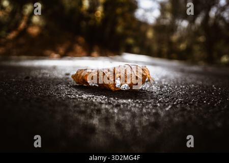 Close-up of Dry Autumn Leaf on Wet Asphalt Surface Stock Photo