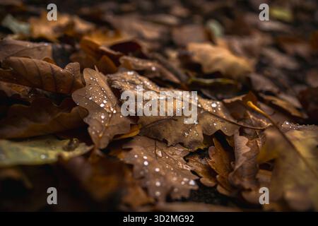 Close-up of Wet Autumn Leaves with Water Droplets on Forest Ground Stock Photo