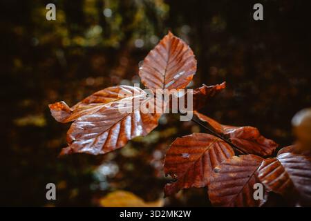 Close-up of Brown Autumn Leaves on a Branch in Natural Light Stock Photo