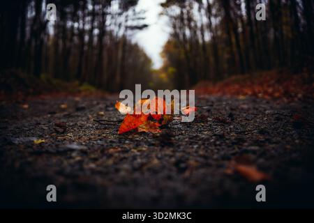 Close-up of Dry Autumn Leaf on Wet Asphalt Surface Stock Photo