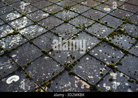 Moss and Lichen Growing on Weathered Roof Tiles Stock Photo