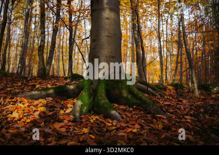 Tree Stump in Forest Clearing Surrounded by Moss and Fallen Branches Stock Photo