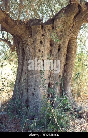 big trunk olive tree in Calabria, Italy Stock Photo