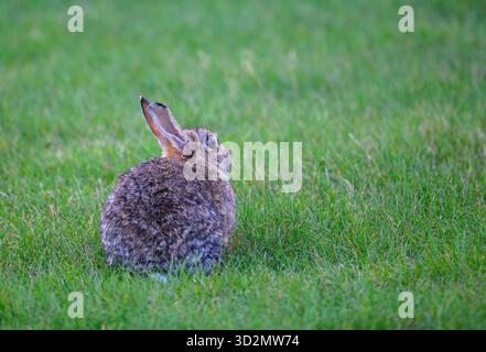 A brown rabbit rests peacefully on lush green grass in a sunny field, showcasing its soft fur and large ears during a calm early morning Stock Photo