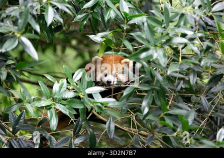 Red panda in forest, Red panda lying on the tree with green leaves in the nature looking habitat, Stock Photo