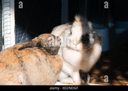 A pair of rabbits, one Tricolor Lionhead and one brown Agouti, sit close together inside their outdoor enclosure, bathed in strong, dramatic sunlight. Stock Photo