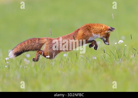 Red Fox (Vulpes vulpes) jumping and pouncing in the air hunting for mice, Hesse, Germany Stock Photo
