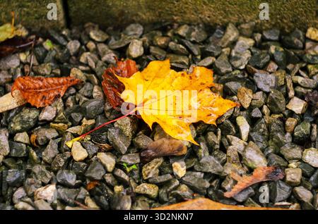 A colorful maple leaf rests on a bed of small stones, showcasing the beauty of fall Stock Photo