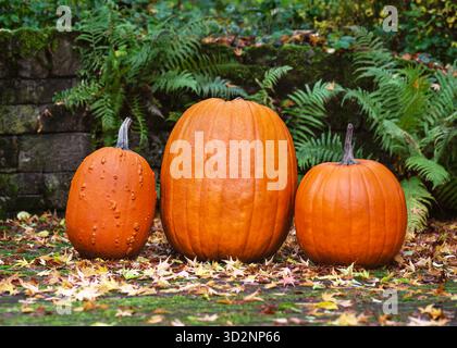Trio of bright huge orange Halloween pumpkins on the ground surrounded by autumn foliage. Natural farm-grown produce Stock Photo