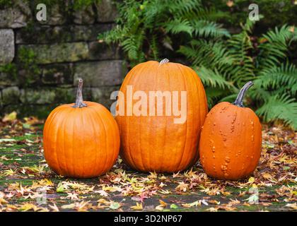 Three bright orange Halloween pumpkins (Cucurbita pepo) of different shapes and sizes on autumn leaves in a cottage garden. Stock Photo