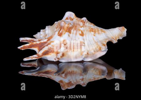 Single snail sea shell of Lambis lambis known as spider conch, isolated on black background, mirror reflection Stock Photo