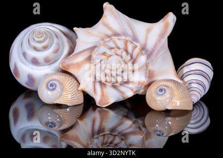 Group of various sea shells isolated on a black background, mirror reflection Stock Photo