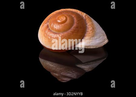 Sea shell of marine snail  isolated on black background, reflection Stock Photo
