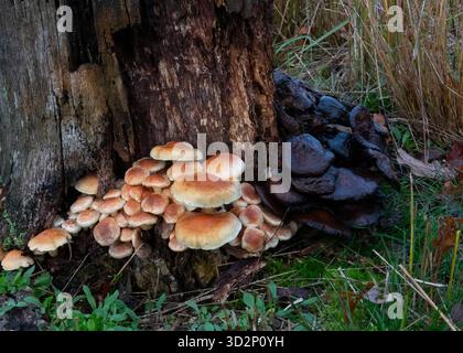 Brick caps, also known as Chestnut mushrooms, growing on rotting wood. Both fresh and rotting mushrooms Stock Photo