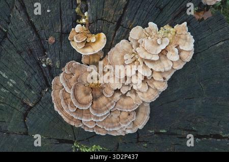 Turkey tail mushrooms growing on the trunk of a dead tree Stock Photo