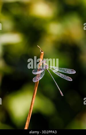 A female willow emerald damselfly (Chalcolestes viridis) at rest near a pond in Heather Farm Wetland, Horsell Common, Woking, Surrey, SE England Stock Photo