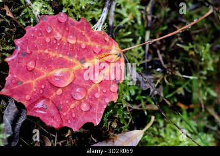 Red leaf with raindrops on moss background. Nature landscape. Stock Photo