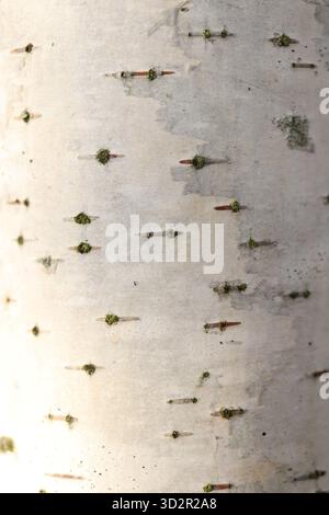 Birch bark texture in the light of the morning sun. Stock Photo