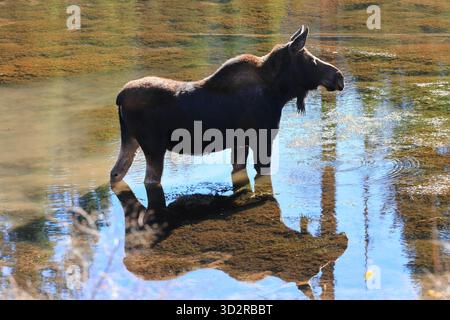 Moose in a lake Stock Photo