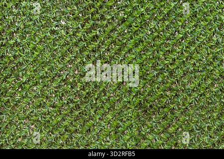 Artificial green grass pattern texture on wall of vertical garden background Stock Photo