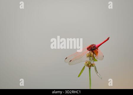 Red dragonfly is resting on the flower Stock Photo