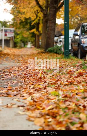 Suburban Street with Autumn Trees and Fallen Leaves on a Sidewalk Stock Photo