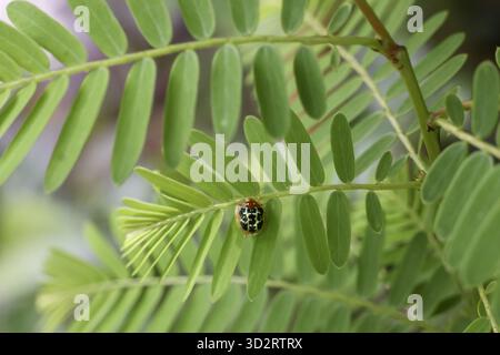 Ladybug rests on vibrant green leaf, displaying sense of calm and tranquility in nature embrace. Its delicate form contrasts with lush foliage, highli Stock Photo