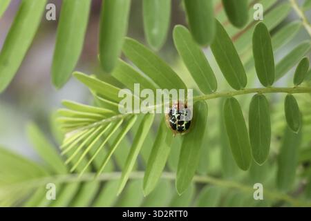 Vibrant spotted ladybug rests on serrated green leaves of garden Prunus ...