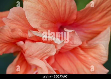 Beautiful macro close up of delicate coral orange hibiscus flower in full bloom. soft, ruffled petal creates serene and elegant floral background from Stock Photo