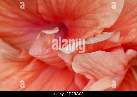 Delicate macro close up of beautiful orange flower petal. soft, abstract floral texture creates serene background with calm and gentle feeling of pure Stock Photo
