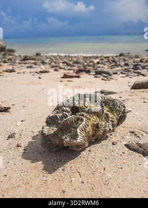 Textured coral fragment rests on sandy beach with small pebbles, under dramatic cloudy sky and calm sea, evoking sense of natural beauty and coastal t Stock Photo