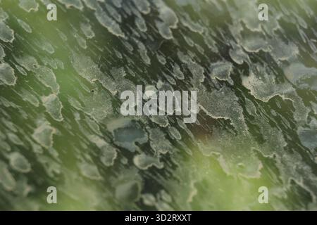 Close up abstract texture of dirty car window with dried water spots. grunge background shows neglect, with grimy mud stains on glass surface after ra Stock Photo