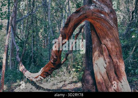 Close-up of a naturally twisted tree trunk in a lush forest, displaying intricate wood textures and organic forms. Stock Photo