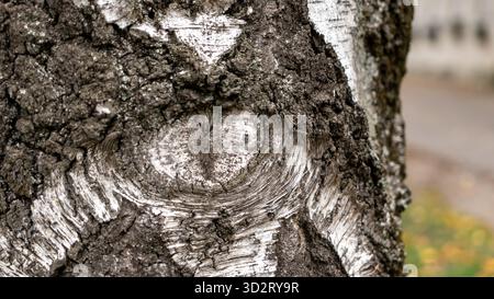 Tree Knot Stock Photo