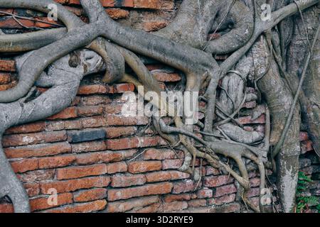 Powerful roots of an old tree intertwine with an ancient brick wall. Stock Photo