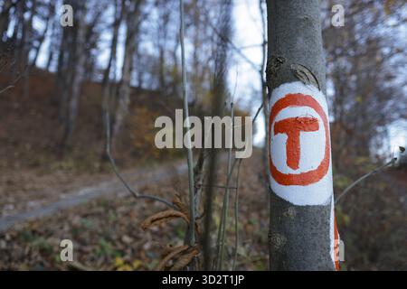 Shallow depth of field (selective focus) details with a Via Transilvanica marking on a tree in a forest in Romania. Stock Photo