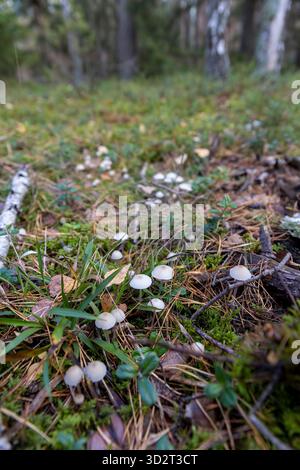 a cluster of mushrooms with a black dot on their caps in the forest in autumn, a dangerous group of white poisonous and dangerous mushrooms Stock Photo