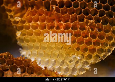 Macro detail of natural yellow honeycomb background. organic beeswax pattern with hexagonal cells contains sweet golden honey, pure and healthy food f Stock Photo