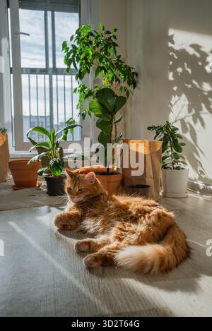 Ginger cat enjoying a moment of tranquility and warmth, resting on a wooden floor, bathed in a bright sunbeam, creating a cozy and peaceful domestic scene with green houseplants near a window Stock Photo