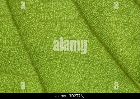 Macro close up background of green leaf texture showing vibrant detail of plant vein. calm natural botanical pattern making fresh abstract background Stock Photo