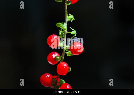 Tiny black ant explores bright red berry on green plant stem. beautiful macro close up of an insect in nature isolated on solid black background creat Stock Photo