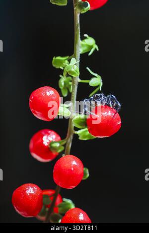 Tiny black spider on bright red berry, climbing green plant stem. Detailed macro shot capturing delicate peaceful beauty of nature with dark backgroun Stock Photo