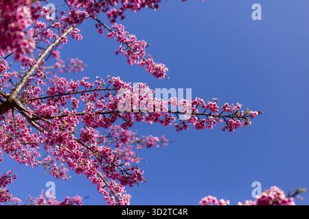 Vibrant pink cherry blossom flowers bloom against clear blue sky, delicate petals creating beautiful spring scene. Natural display evokes cheerful and Stock Photo