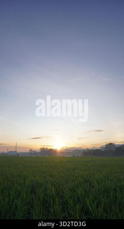 sunrise and rice fields Stock Photo