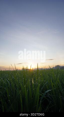 sunrise and dew drops on the leaves Stock Photo
