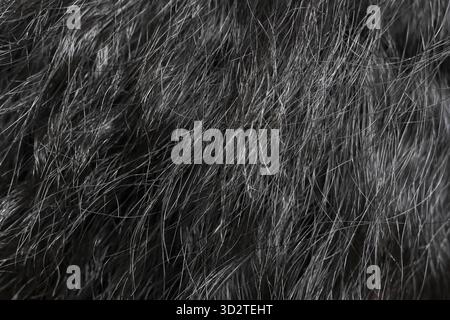 Black grey shaggy faux fur texture background creating warm and cozy animal pelt pattern. Soft synthetic material for luxurious and natural look for d Stock Photo