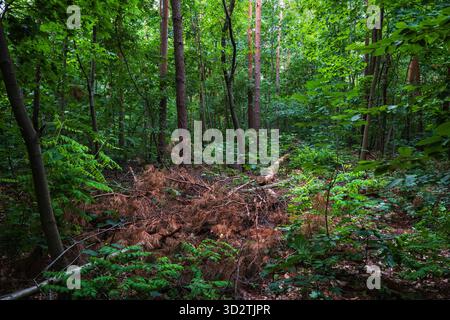 Lush mixed forest with cut and dried pine tree, vibrant green foliage of temperate forest in the Masovia region in Poland. Stock Photo