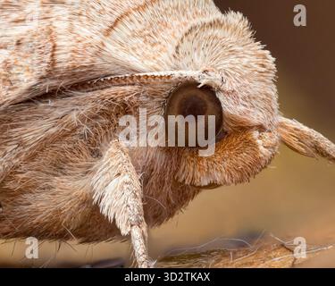 Close up of Angle Shades moth (Phlogophora meticulosa). Tipperary, Ireland Stock Photo