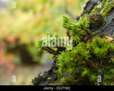 Vibrant Green Moss Against Soft Autumn Bokeh Stock Photo